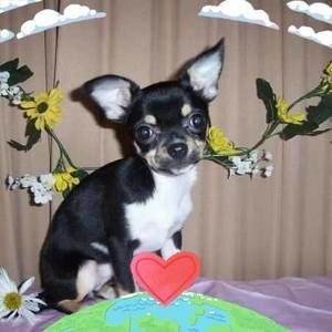 Meet your Posher, Rosemary